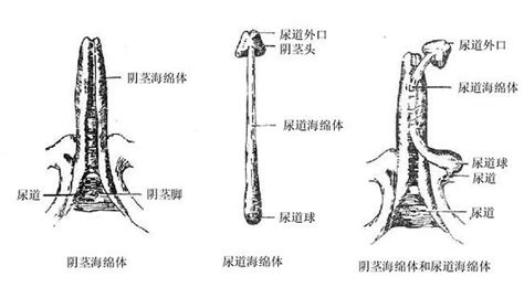 男生龜頭|人類陰莖